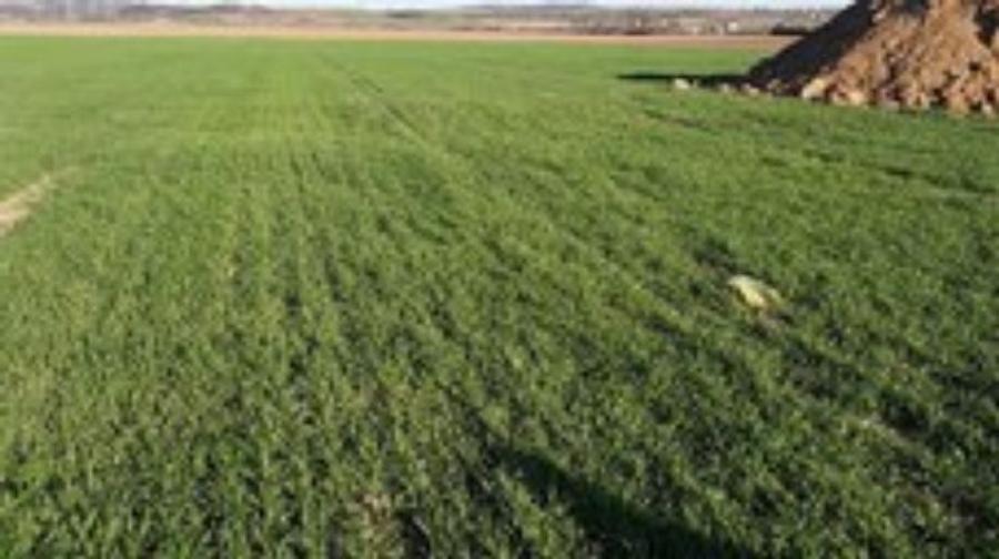 Parcela de construcții intravilan, 1000mp în Hunedoara, zona Valea Seaca . - 1