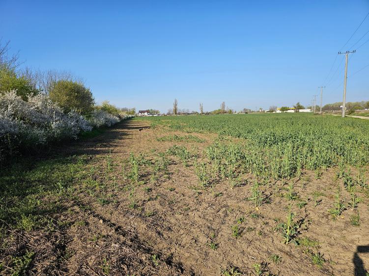 Teren Construcții intravilan de 10100 mp, în Potigrafu