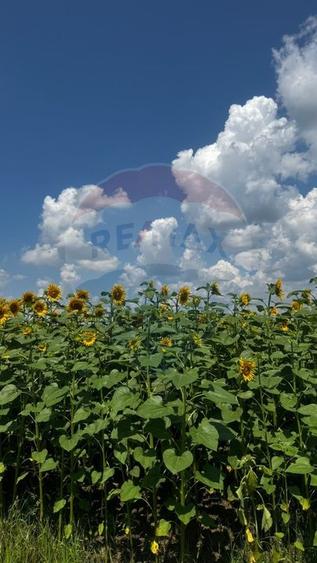Teren agricol extravilan de 6000 mp, în Costâna