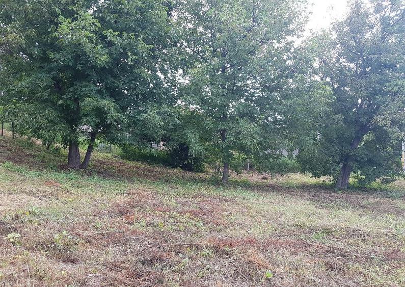 Parava, sat Dragusani, teren 4800mp, la asfalt - 4