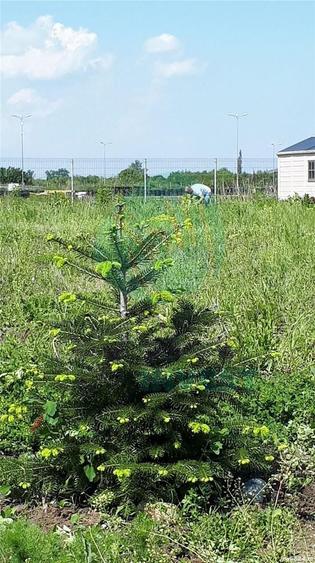 Teren Intravilan Crevedia-Cocani - Academia Titi Aur - 4
