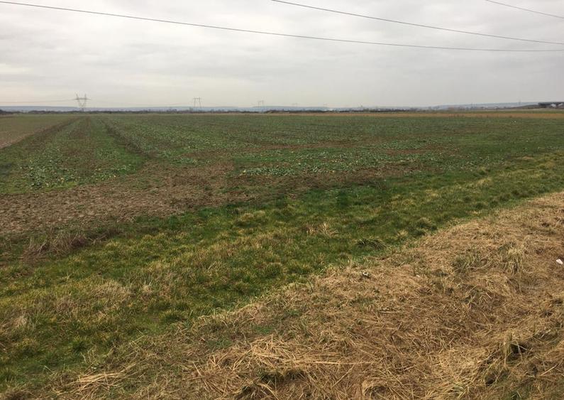 Reco Teren Intravilan in Chiribis - 4