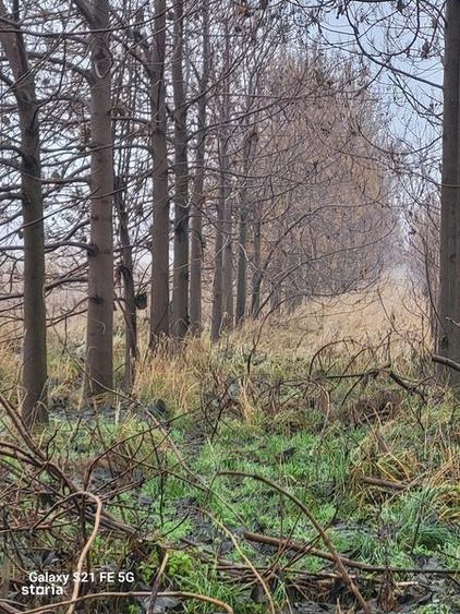 Vand 300 m3 de paulownia - 2