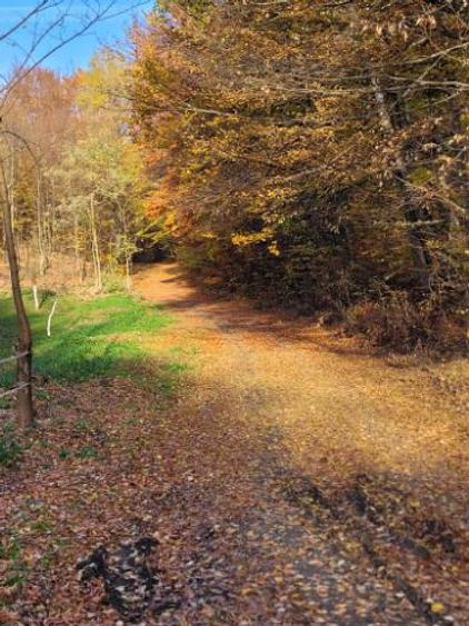 Vand teren cu padure la 5 km de Curtea de Arges,zona deal-munte,zona superba  - 4