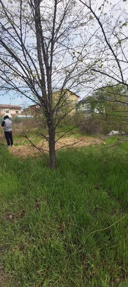 Teren intravilan, 850 mp in str Capricornului, Domnesti, Ilfov - 3