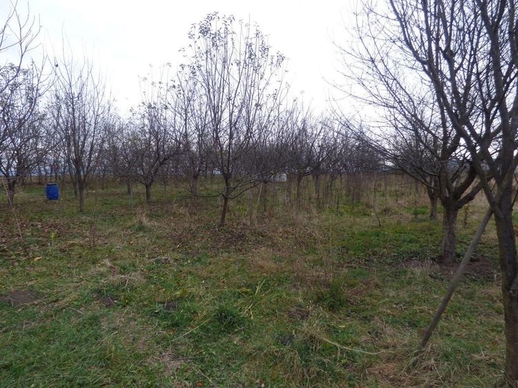 Vila cu 6 camere + 2 case + bazin inot+ 5.934 mp teren  com. Chichis - 24