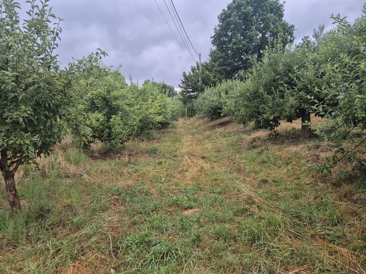 Teren extravilan (inclus in PUG 2026) aproape de Bistrita - 3