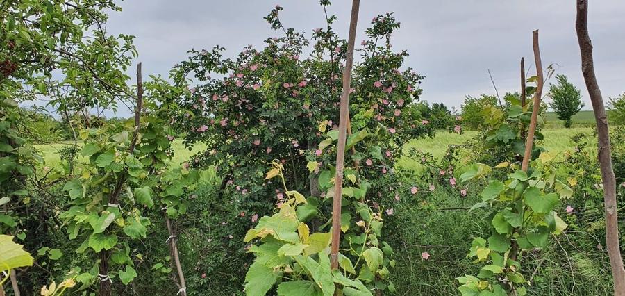 Teren intravilan 2300mp Sarulesti Sat Calarasi - 2