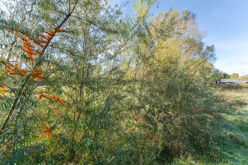 Proprietate rara in Covasna - liniste, spatiu si potential de investitie - 40