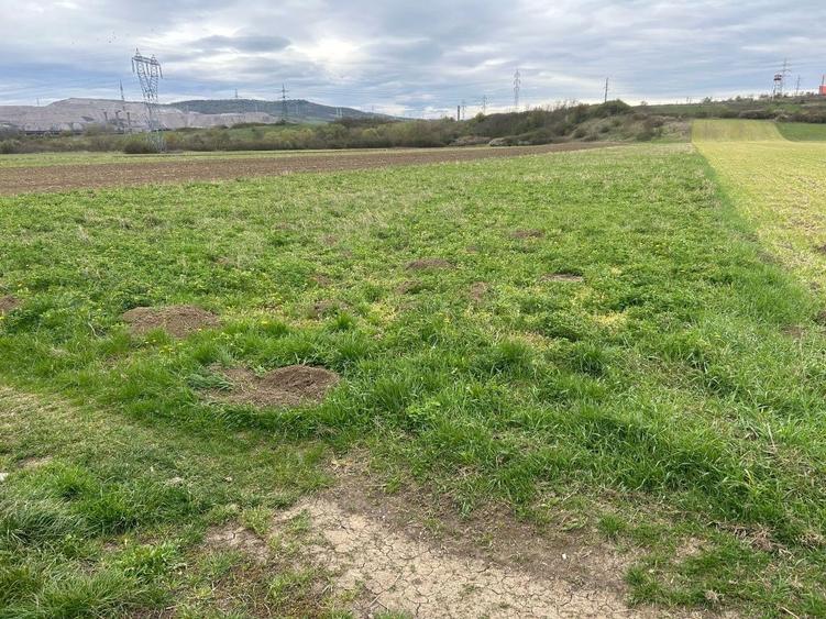 Vand teren extravilan in Pestisu mare - 5