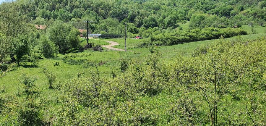 Teren de vanzare 5.850mp Poienita de vis la 2 km de Dunare Crusovita - 4