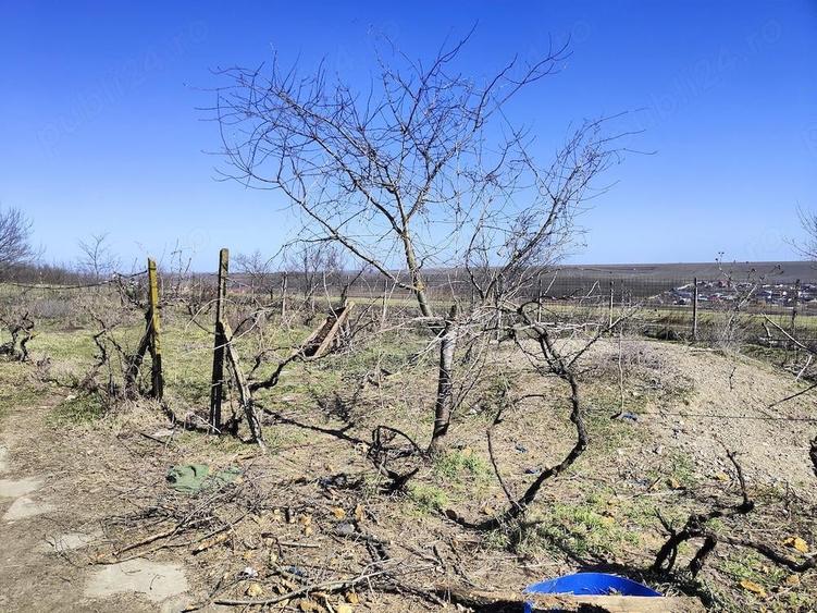 Vand casa cu teren intravilan (total 6308 m ) - 1