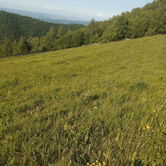 Teren intravilan in Plopi com. Valea Ierii - 5