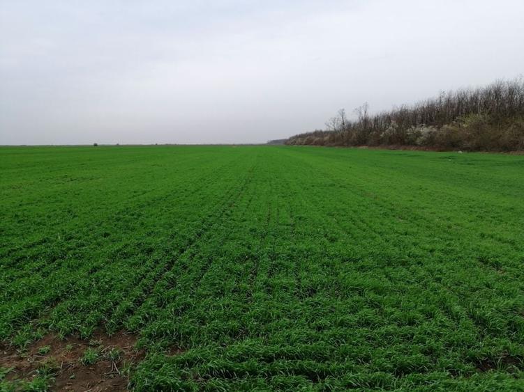 Teren extravilan localitatea Afumati - 1