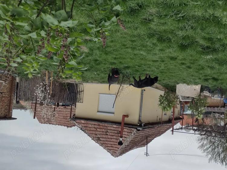 Casa la ?ara ?eica Mare - 10