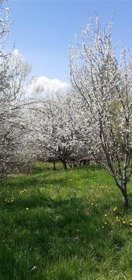 Casa cu gradina, piscina  si alte facilitati, Tarlungeni, Brasov - 3
