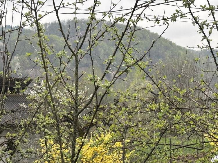 Vand casa si teren in Rau alb - 5