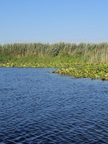 Teren intravilan in Delta Dunarii, C.A. Rosetti - Cardon - 16