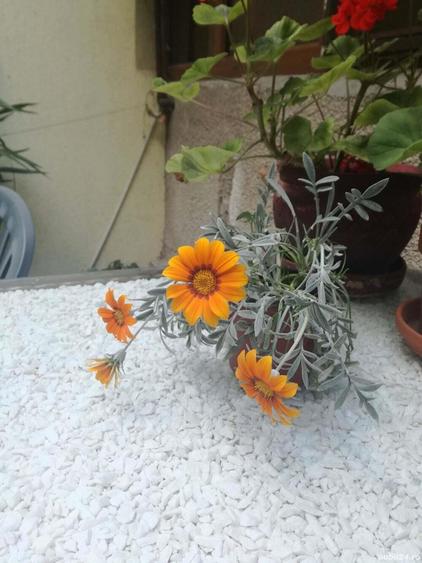 Inchiriez camera spa?ioasa in interiorul unei case la curte Bucure?tii Noi - 1