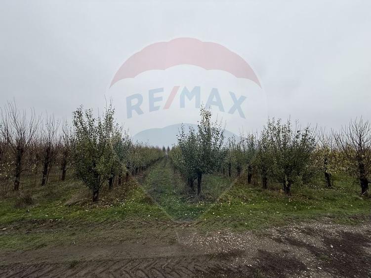 Ferma agro-industriala - 43 ha Adunatii Copaceni - 13