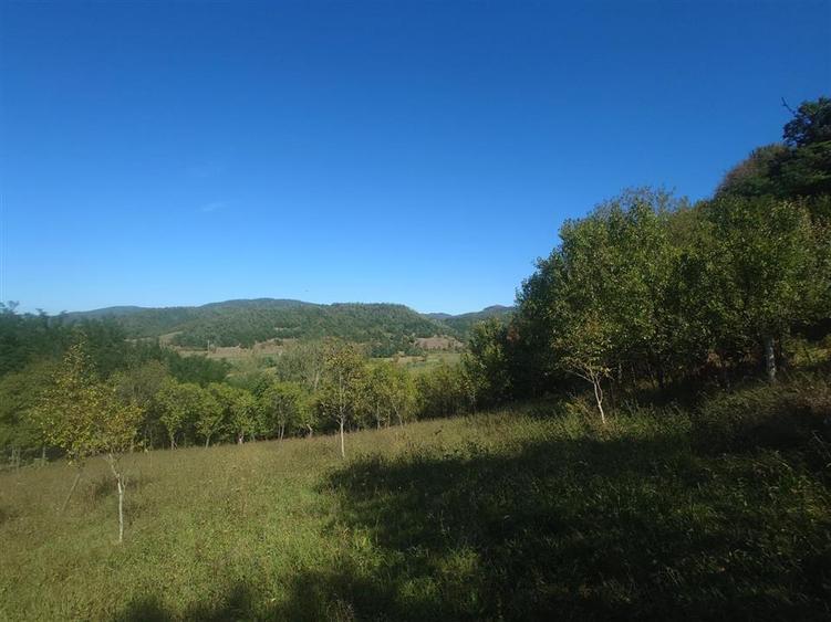 5,6 ha terenuri si padure in Criscior - 6