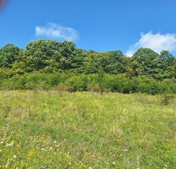 Teren in Chinteni langa padure 1425mp front 70ml - 6