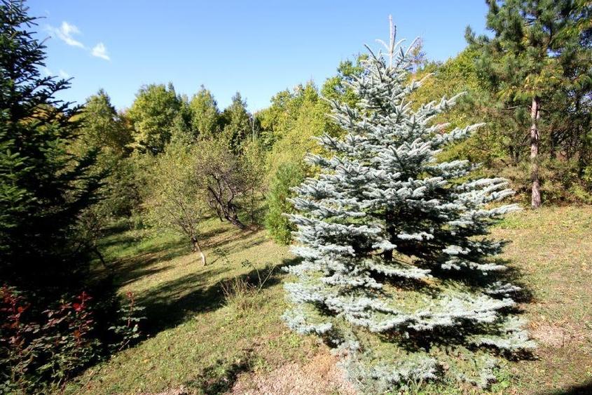 Vanzare vila Valenii de Munte - Drajna de Sus, judet Prahova - 18