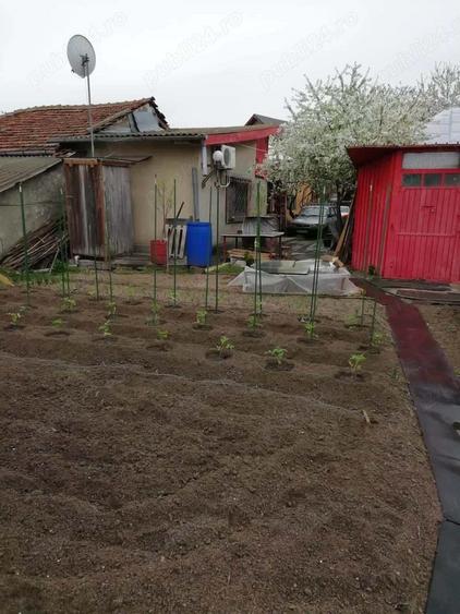 Vand teren intravilan , cultura de vie si casa batraneasca - 3