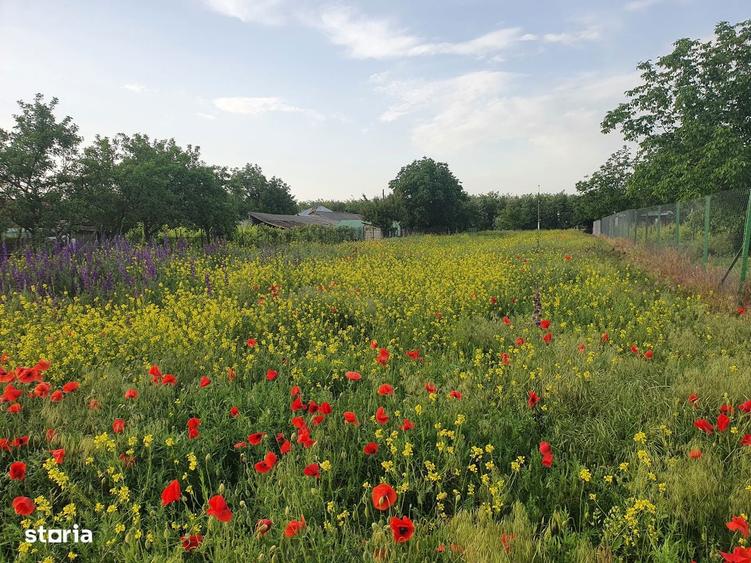 TEREN 3000 MP LANGA DUNARE + PADURE | DESCHIDERE DN31 - 7