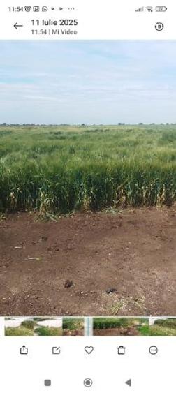 Vand teren agricol suprafata 7500 tartasesti str mircea cel batran la super oferta de 2 euro mp  - 1