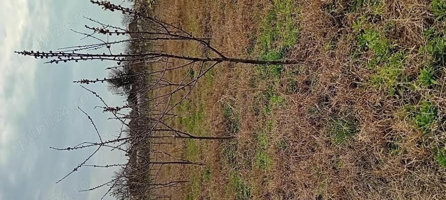 Casa Teremia Mare SI plantatie - 3