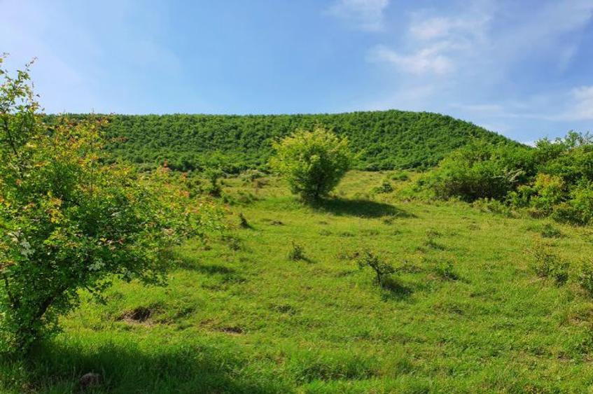 Teren extravilan superb în satul Ciumăfaia, comuna Borșa, Cluj.  - 3