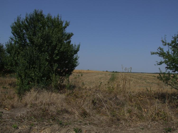 Domnesti-Teghes, teren 9.817 mp strada Pinului - 3