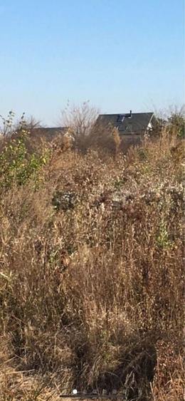 Teren Caciulati Moara Vlasiei 4900 mp 4 mp - 2