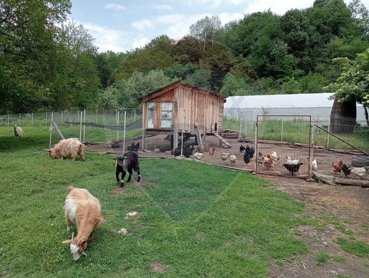 Vanzare casa  4 camere-microferma, cu panouri fotovoltaice - 26