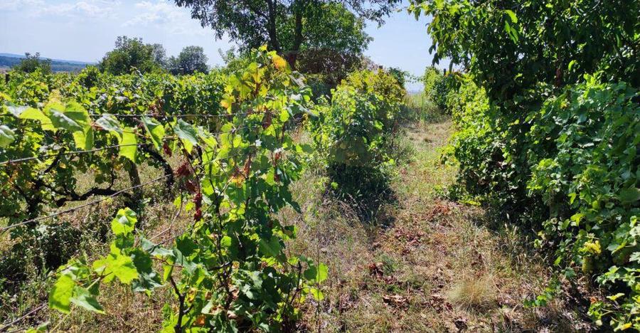 Loc de casa si teren cultivat cu vita de vie 1,28 Ha Sant... - 12