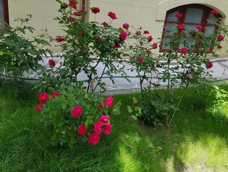 Vila cu arhitectura si intimitate Cismigiu - 3