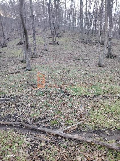 Teren intravilan zona Monteoru - 8