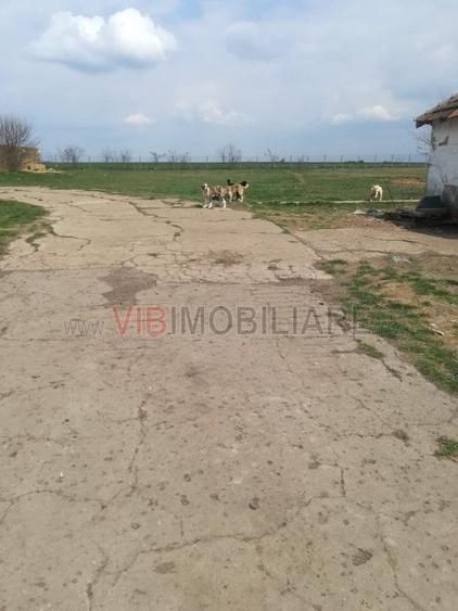 Ferma Zootehnică Mixtă – Cernateaz, Timiș | 9,5 ha | Hale Moderne, Casă 2019, Ut - 10