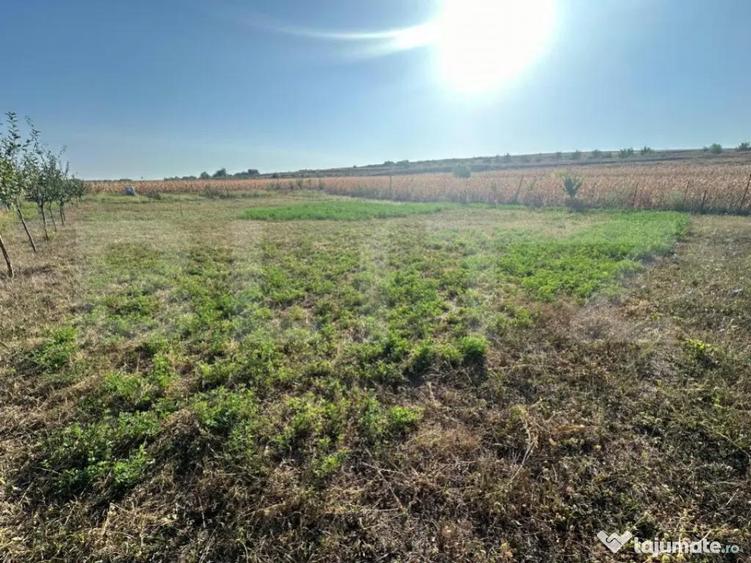 Teren extravilan, 500 mp, Oarda de Jos - 1