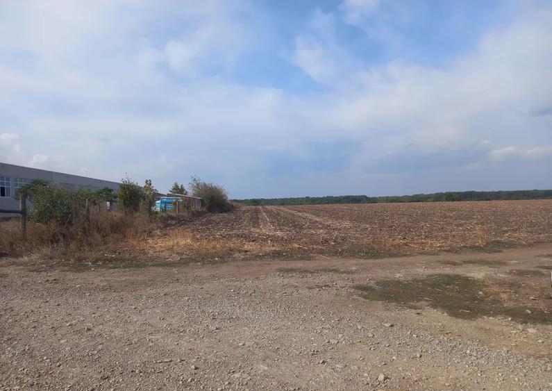 Teren extravilan Dascalu, 10.000 mp - 8