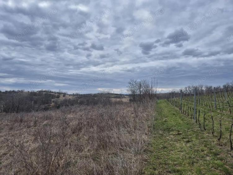 Vand teren Intrare spre Iabalcea - 3