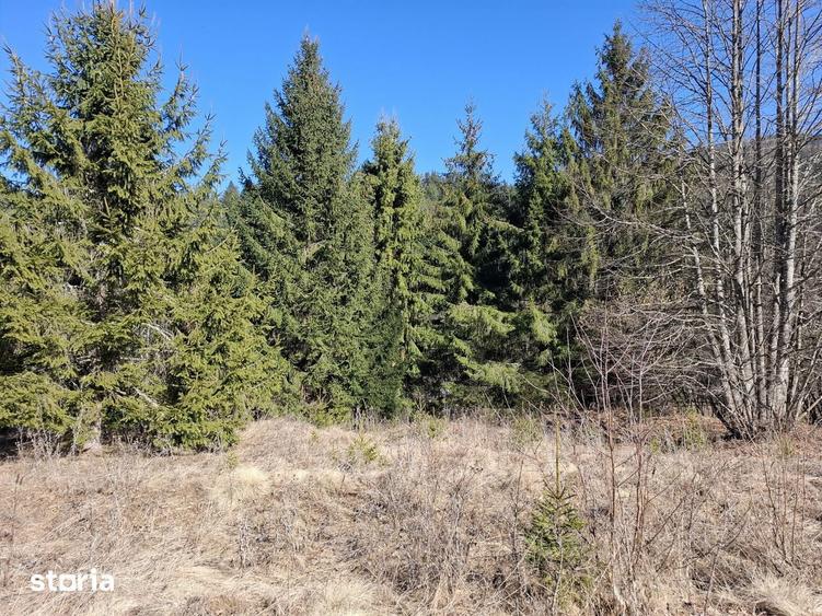 Teren Intravilan | Schitu Tarcau | 2089MP | Izvor | Platou - 9