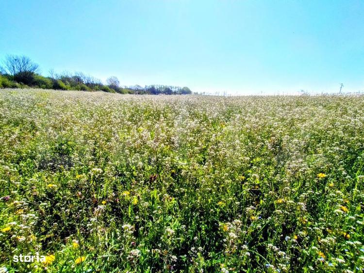 Teren EV si IV cu casa, 29.600 mp, utilitati si acces facil, Albesti - 9