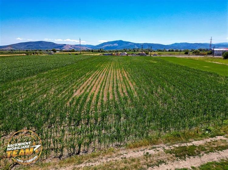 8.400mp, la DN12, cu Certificat Urbanism, teren intravilan, Chichis, Covasna. - 5