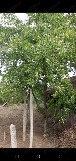 Casa centru Daneti, 80mp, curte si gradina 3.000 mp, apa + curent - 9