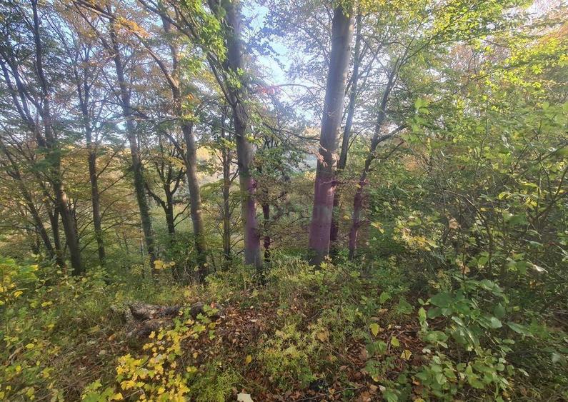 Teren intravilan de vanzare in Telega - 6