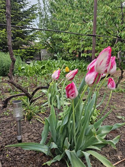 Teren de vanzare - 2