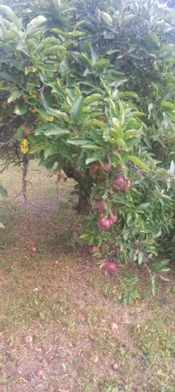 Teren cu casă bătrânească, de vânzare, situat în Stațiunea Slănic – Prahova. - 9