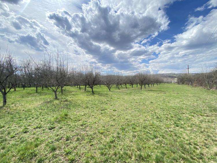 Berevoesti, Arges - 5